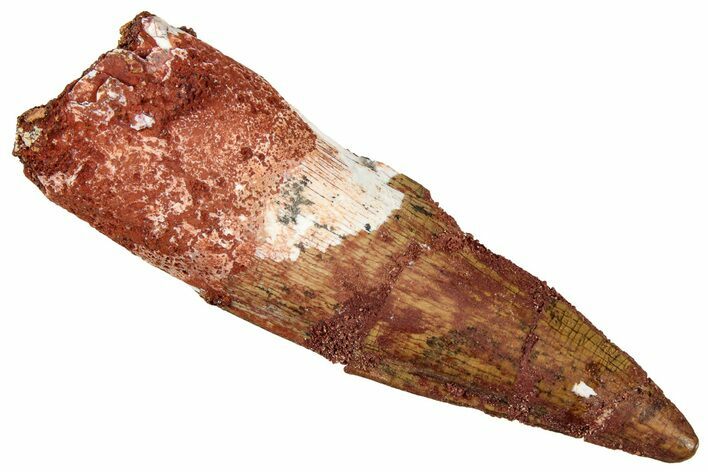 Fossil Spinosaurus Tooth - Real Dinosaur Tooth #327862